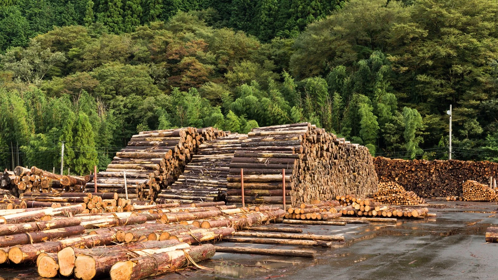 Madera vs cartón: ¿qué material conviene según tu carga?